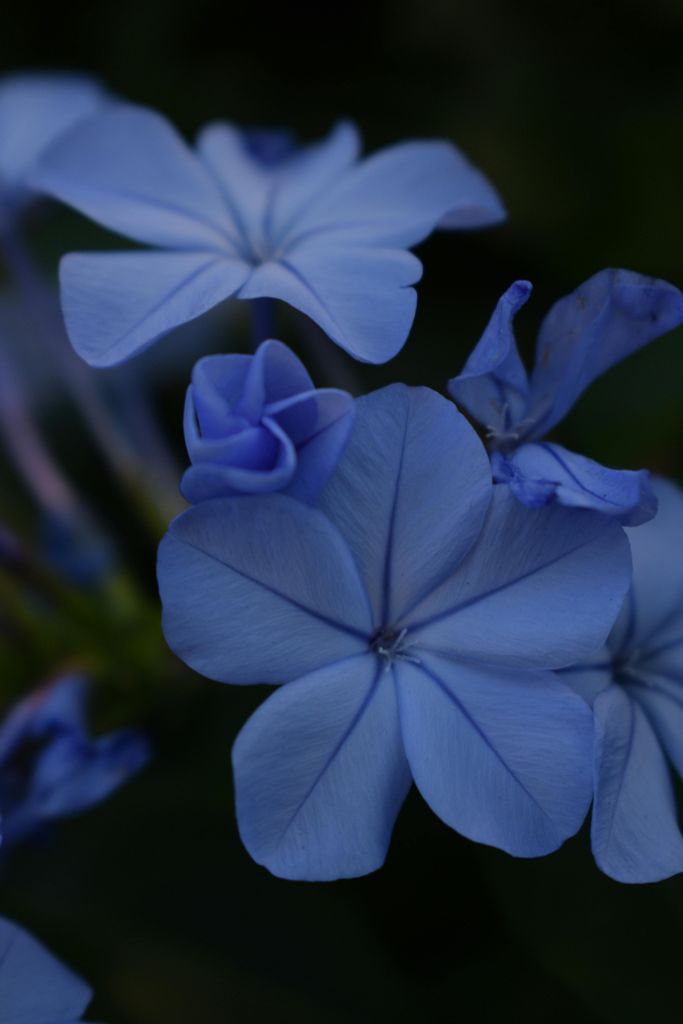  bông hoa màu xanh chỉ thuộc kho an lạc 