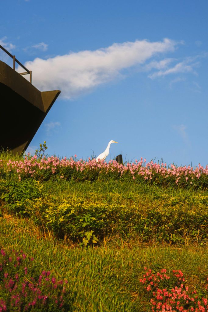  Con vịt trên bãi cỏ 