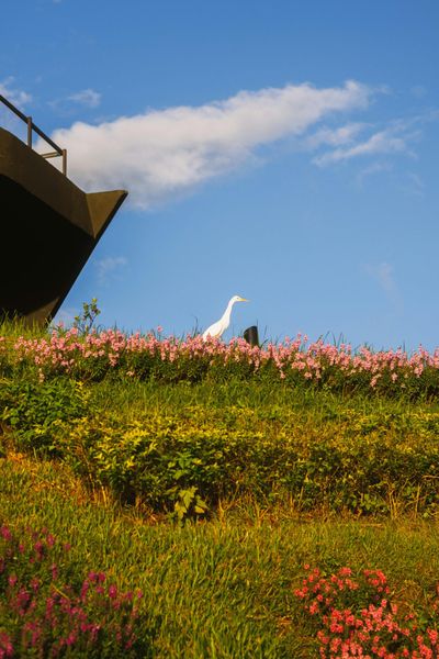  Con vịt trên bãi cỏ 