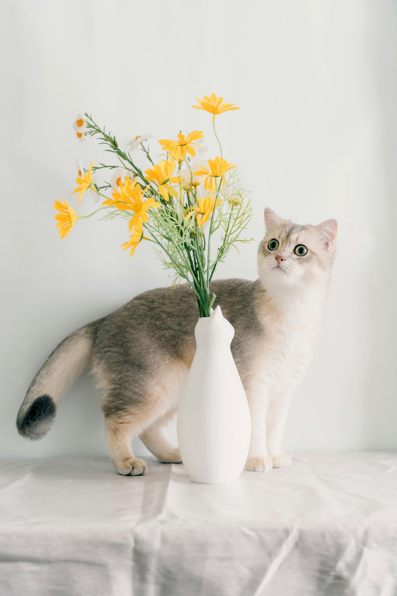  Con mèo và cây hoa 