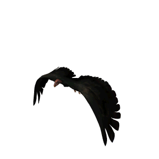  Sp inv 00099-img 
